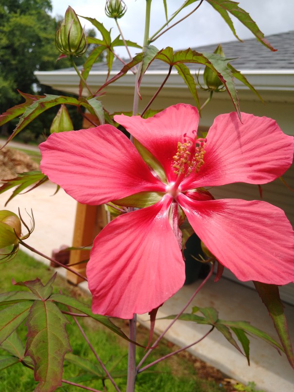 IMG_20200701_124305132